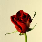 red rose